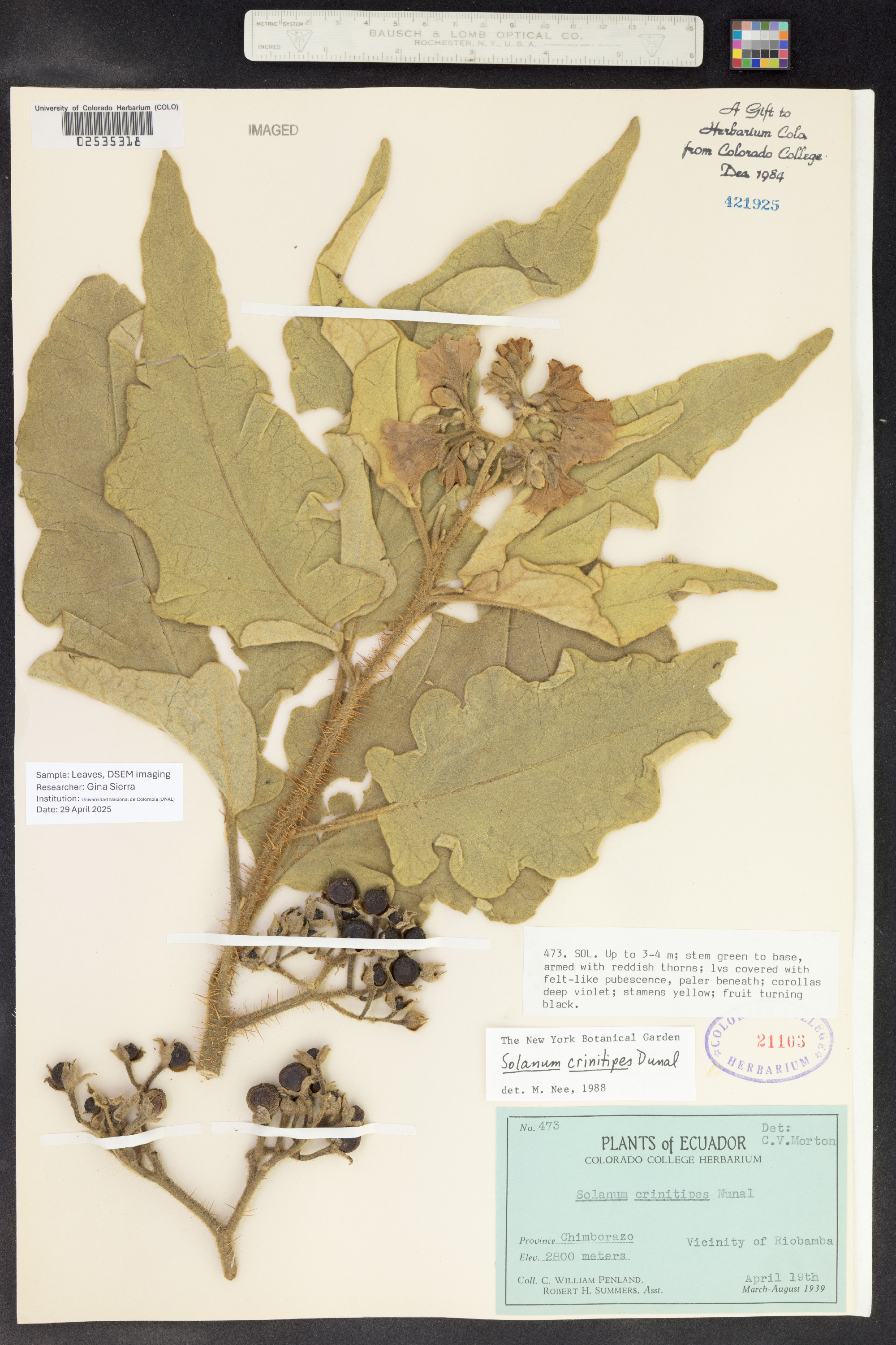 Solanum crinitipes image