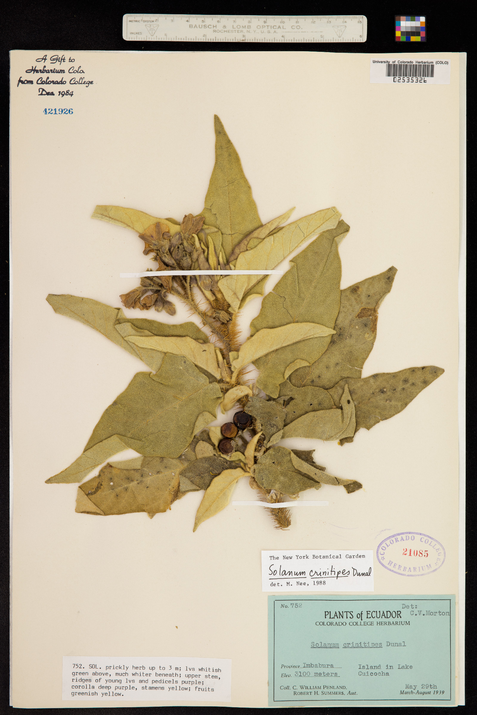 Solanum crinitipes image