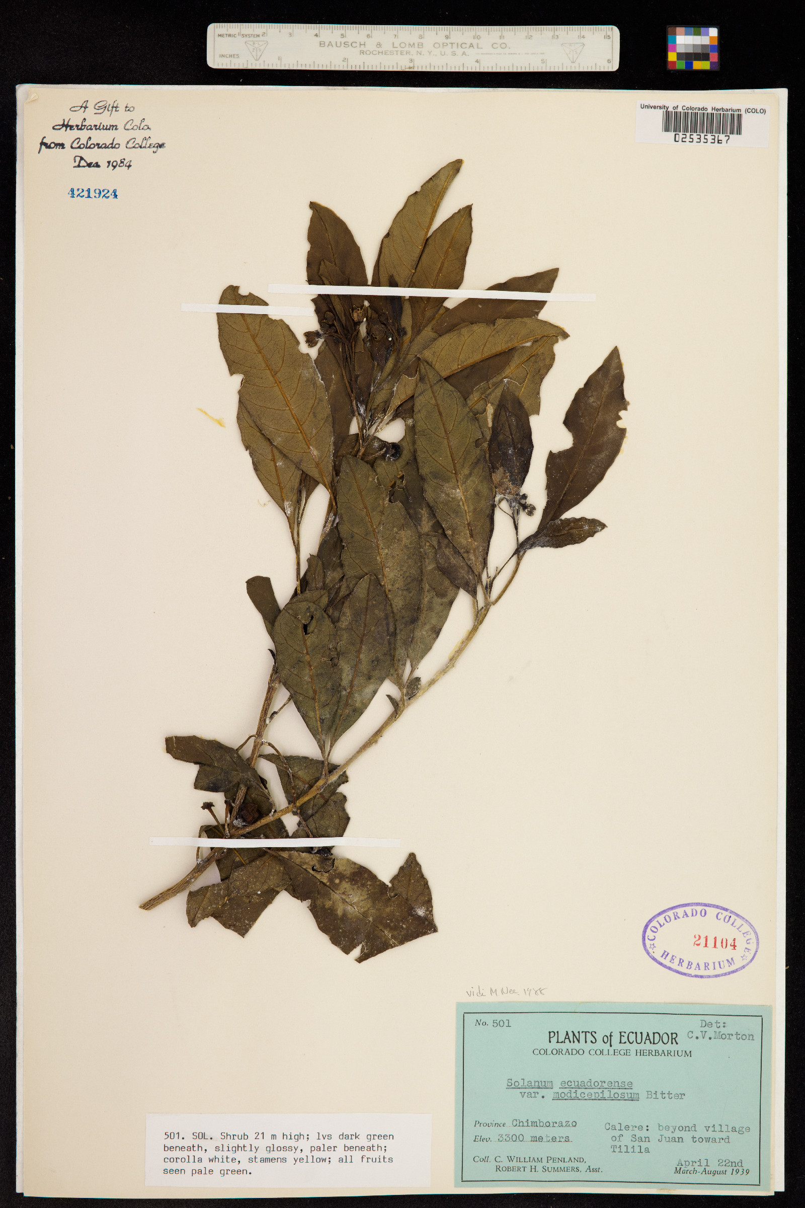 Solanum barbulatum image