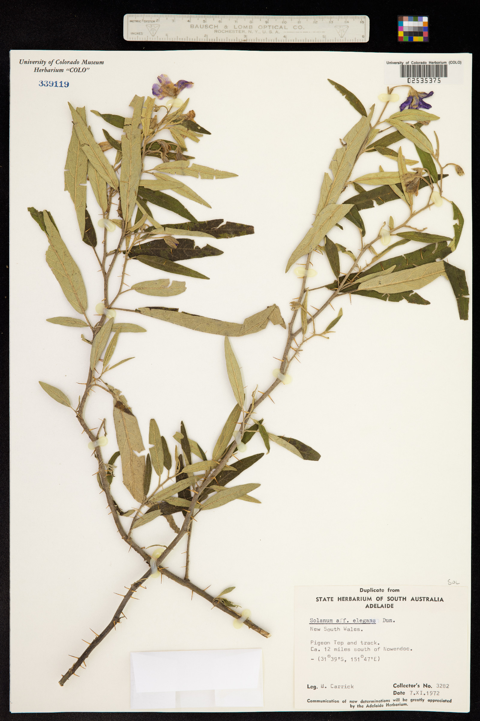 Solanum elegans image