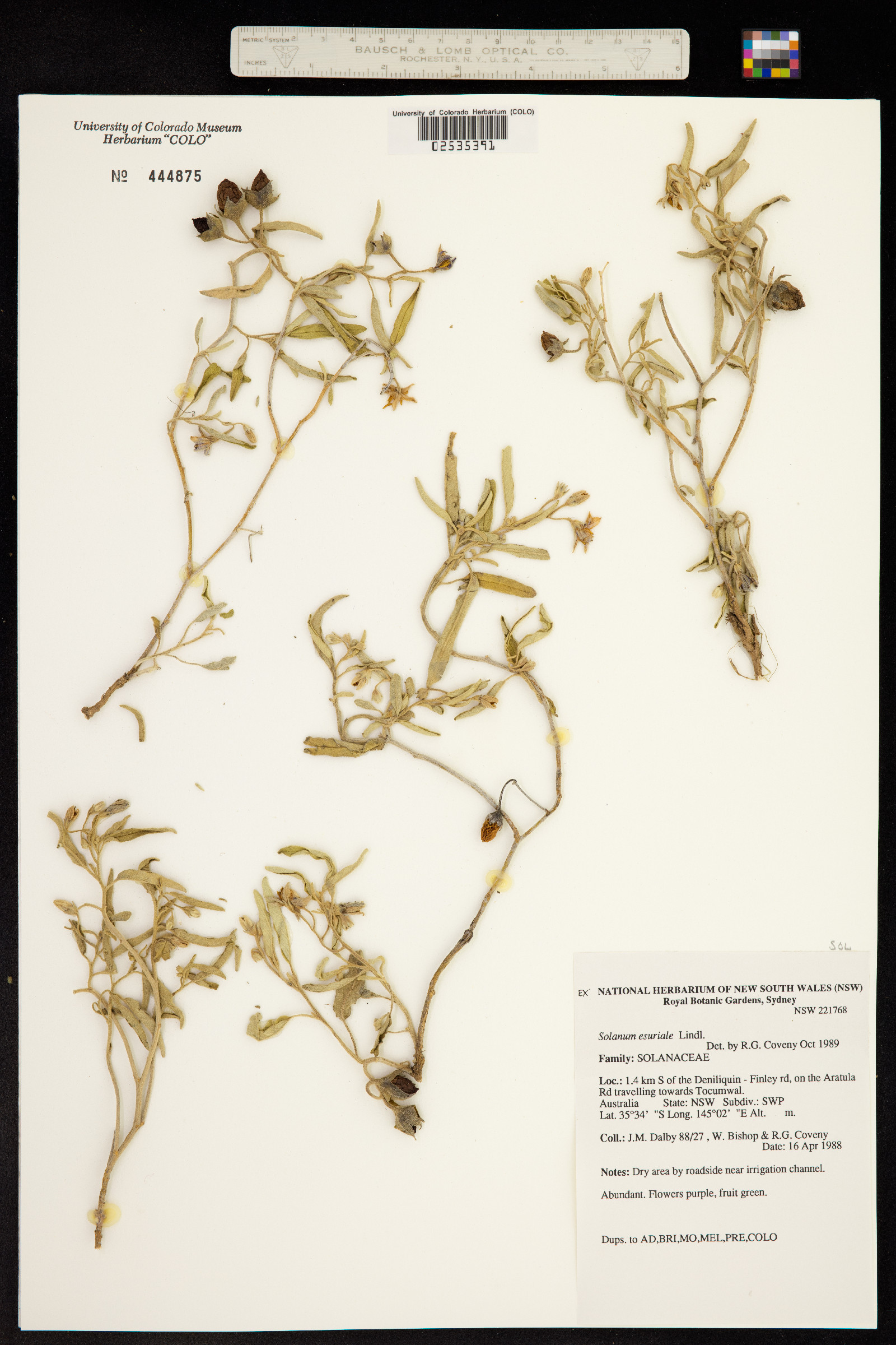 Solanum esuriale image