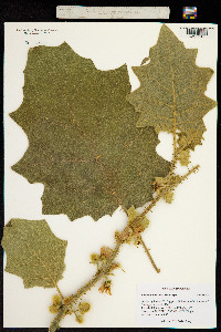 Solanum ferox image