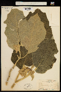 Solanum sessile image