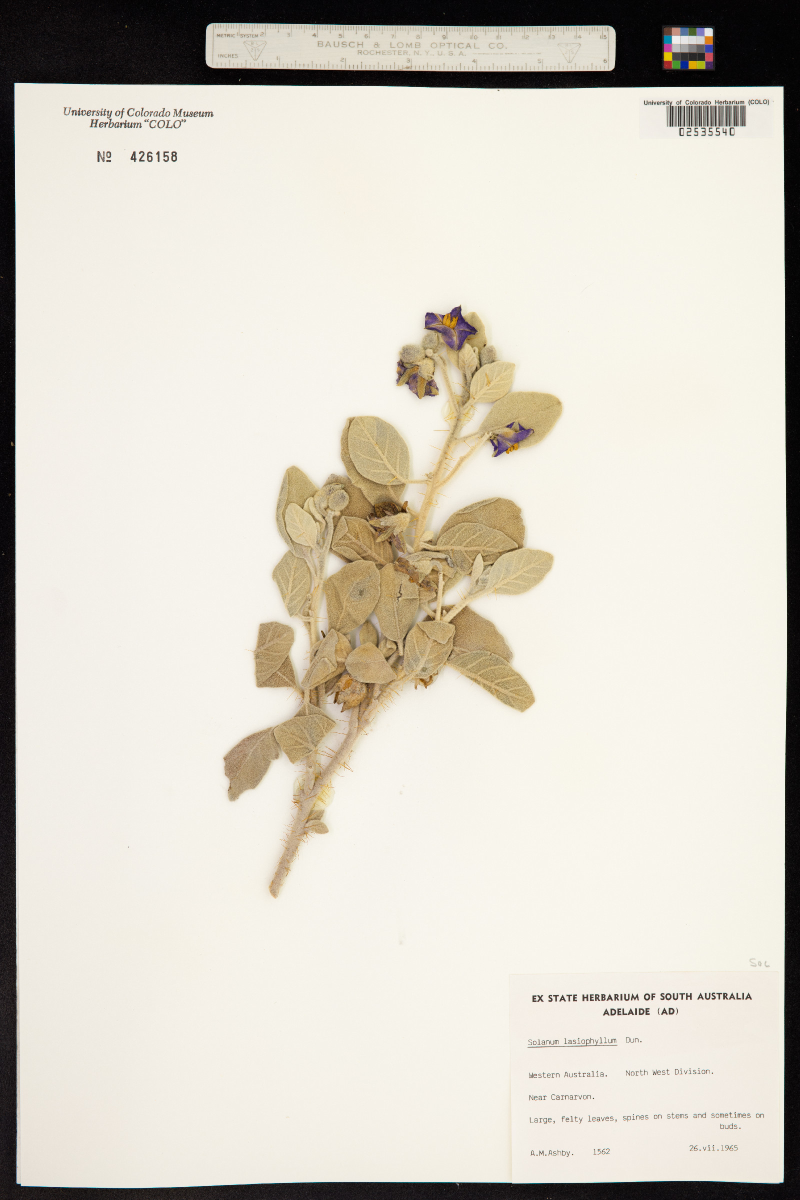 Solanum lasiophyllum image