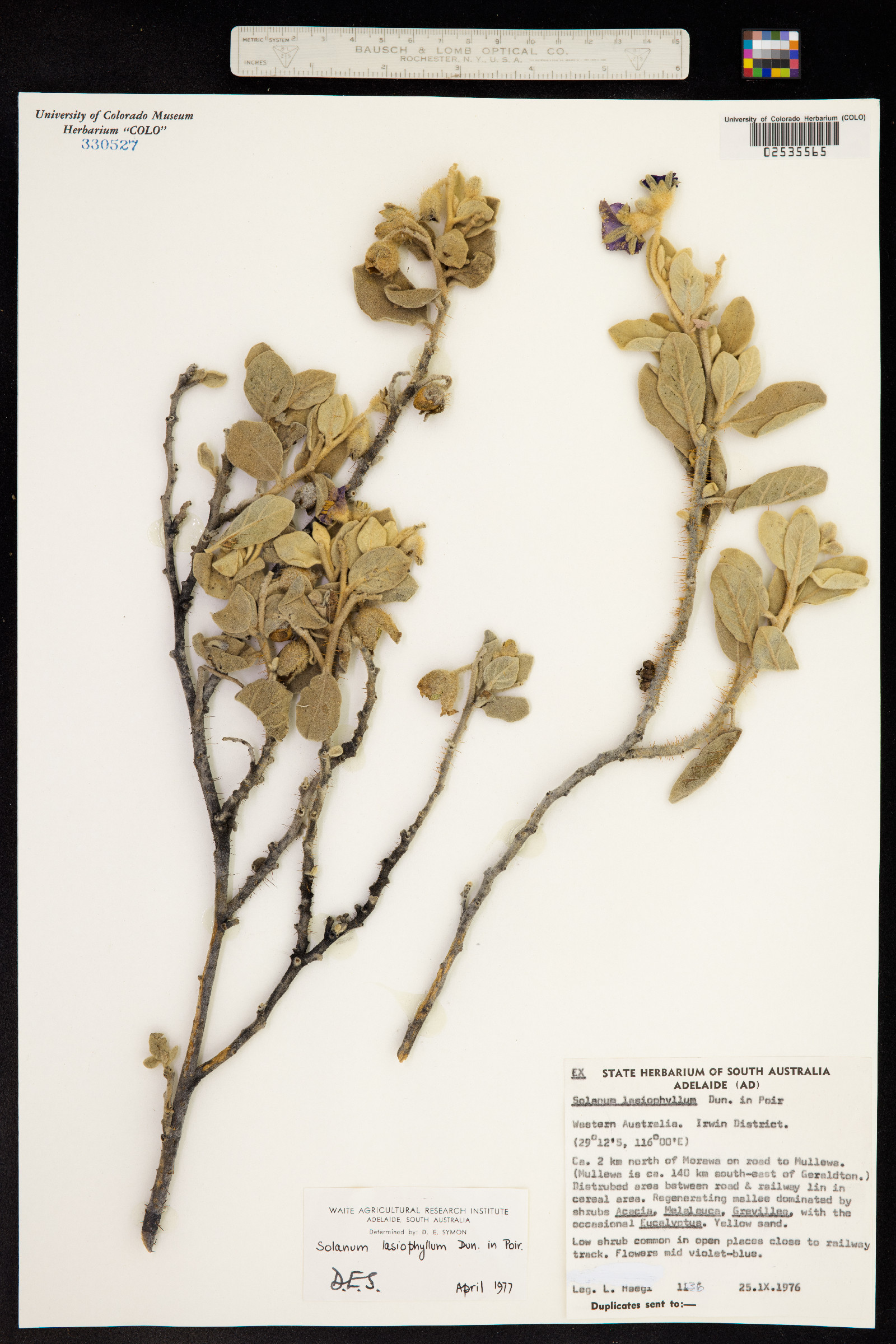 Solanum lasiophyllum image