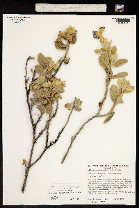 Solanum lasiophyllum image