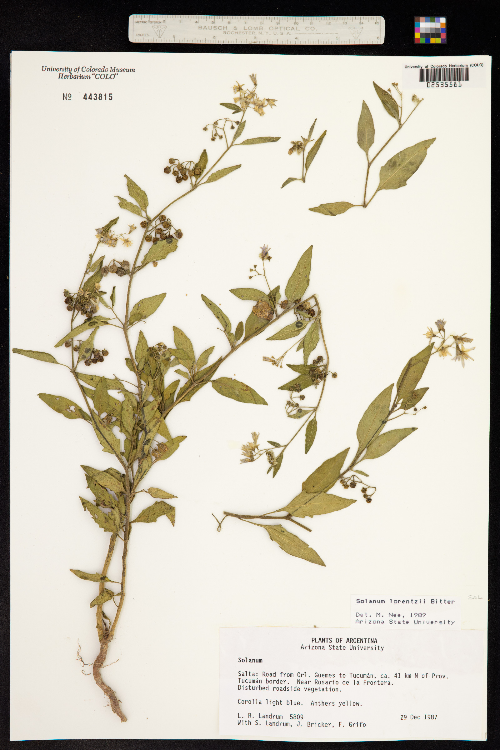 Solanum aloysiifolium image