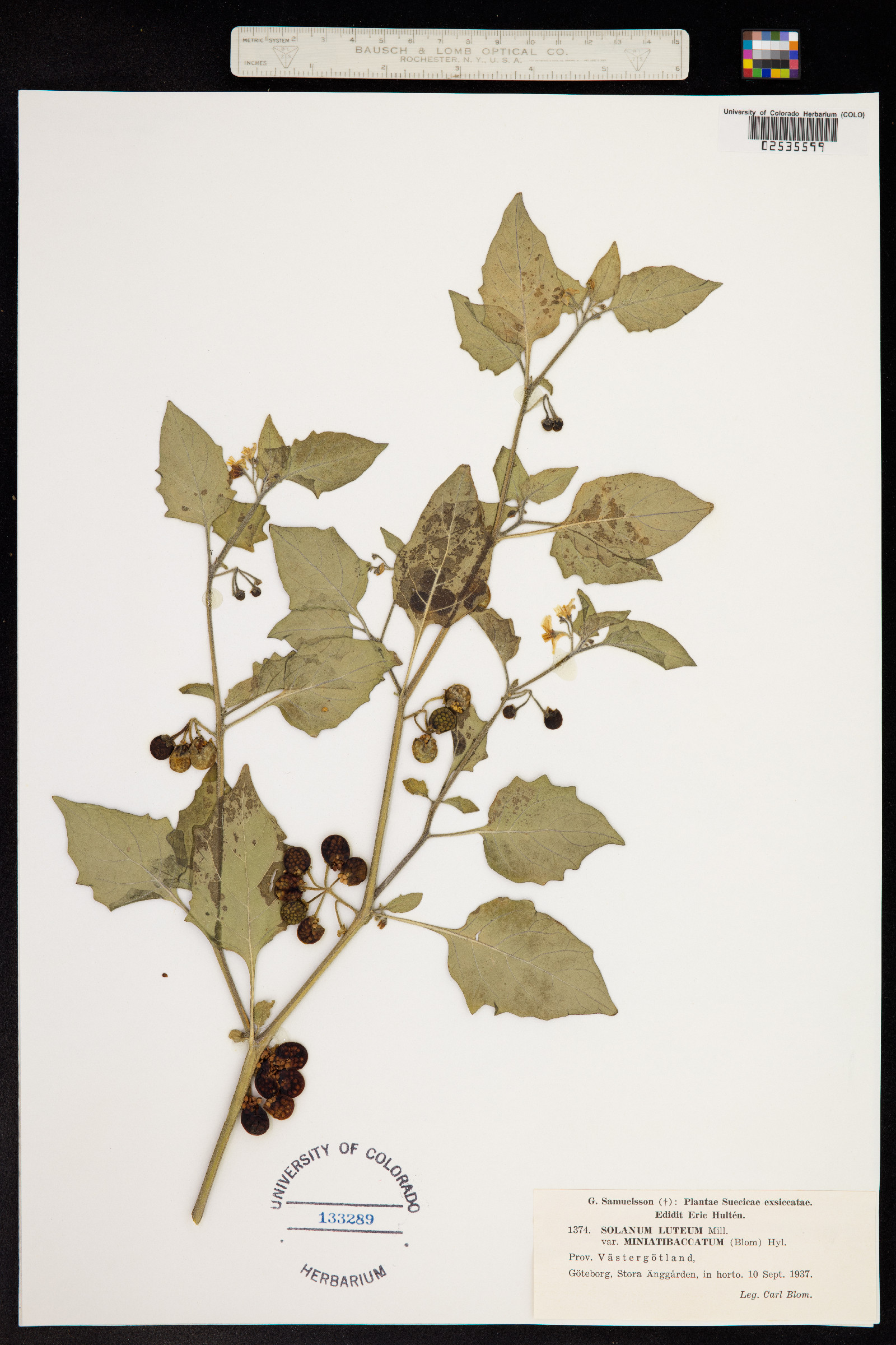 Solanum villosum image
