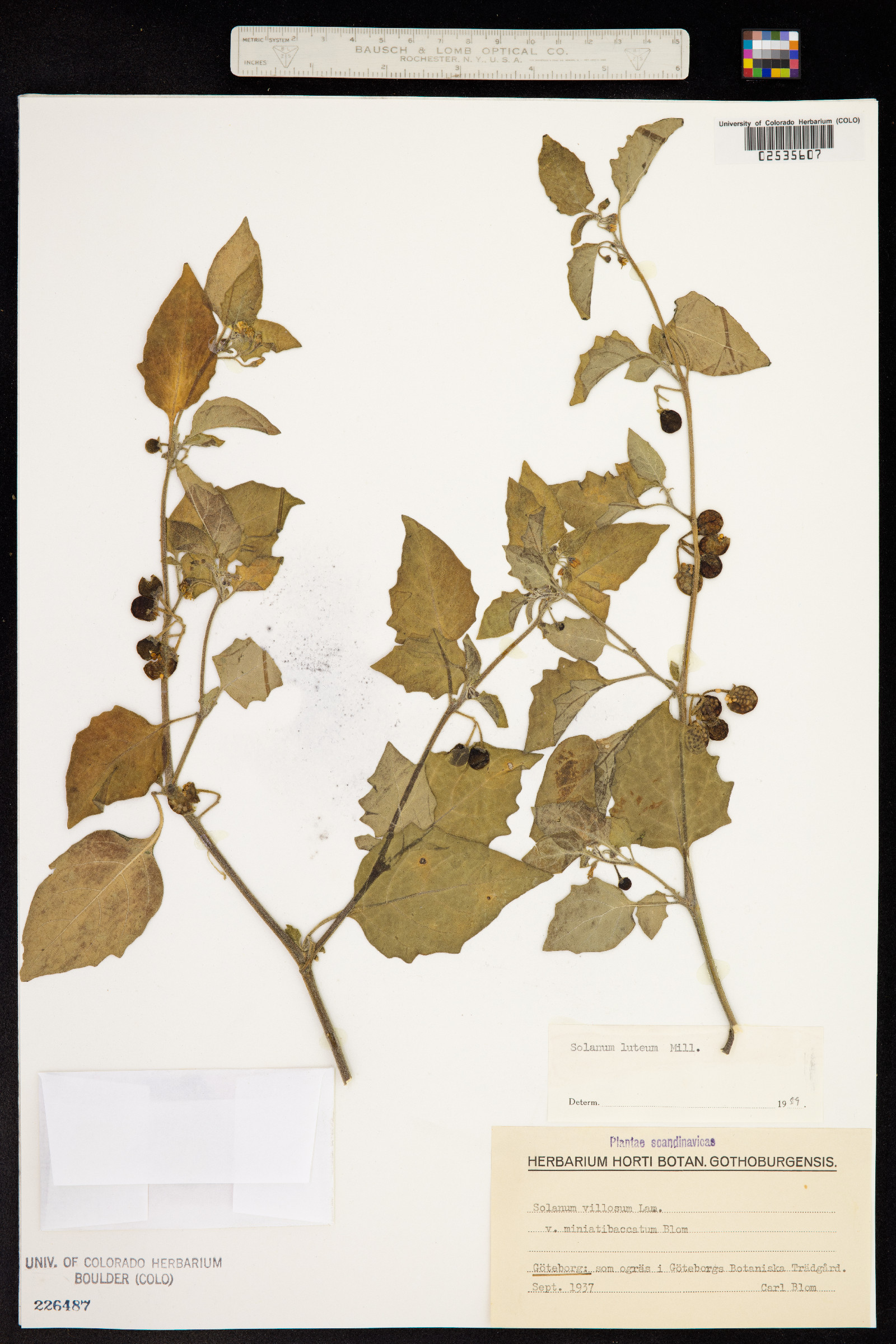 Solanum villosum image