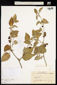 Solanum physalifolium image