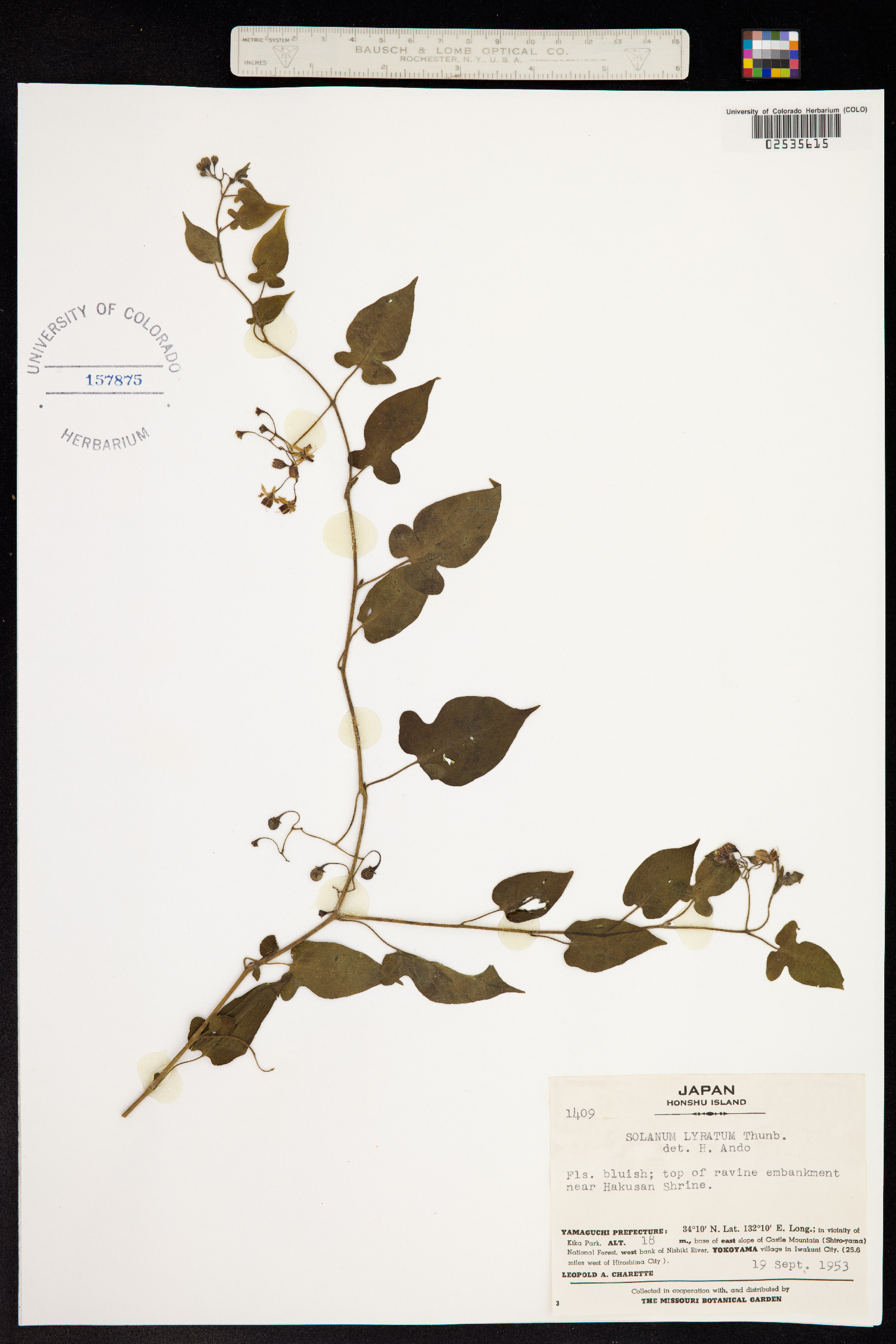 Solanum lyratum image
