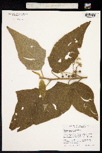Solanum crotonifolium image