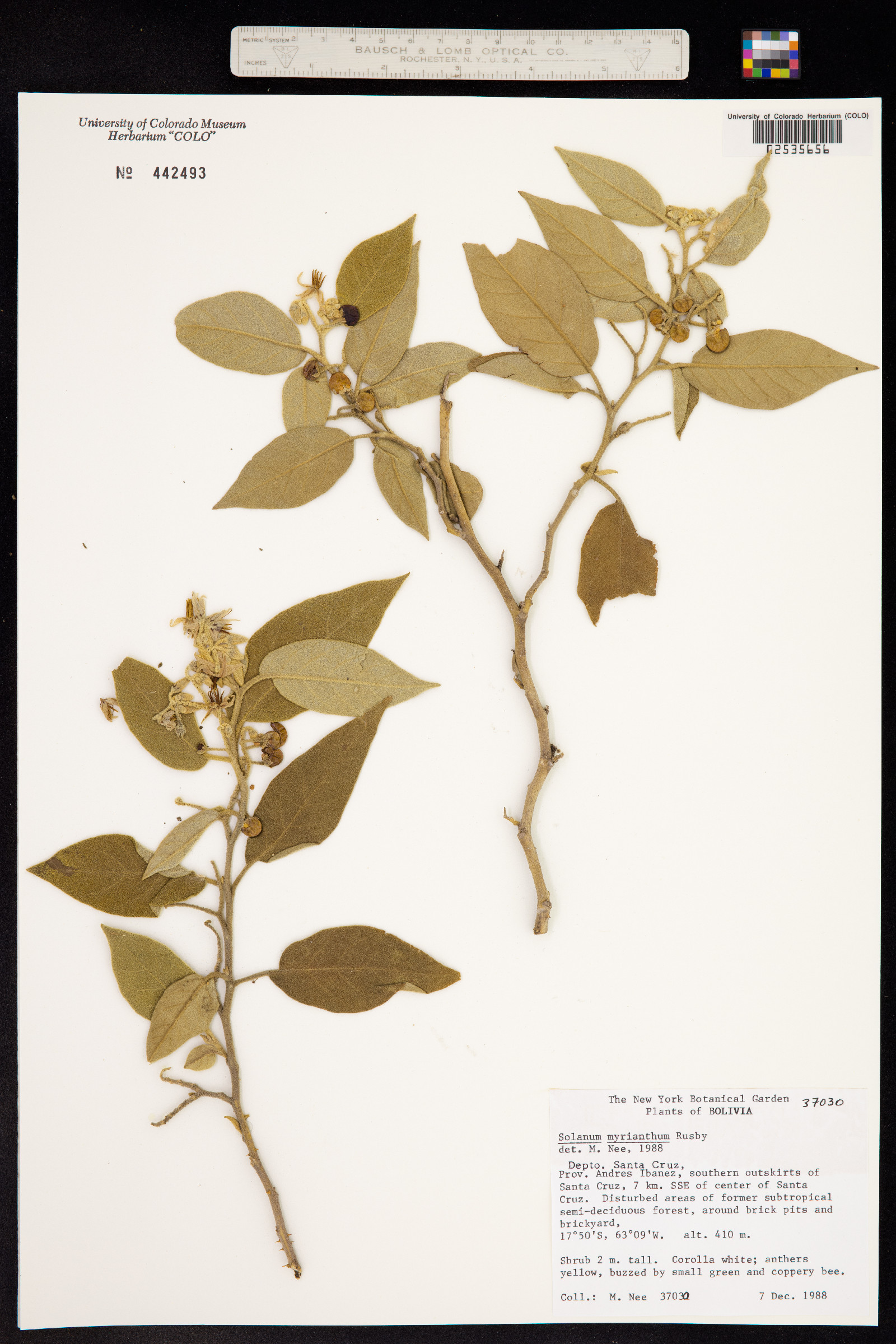 Solanum acutilobum image