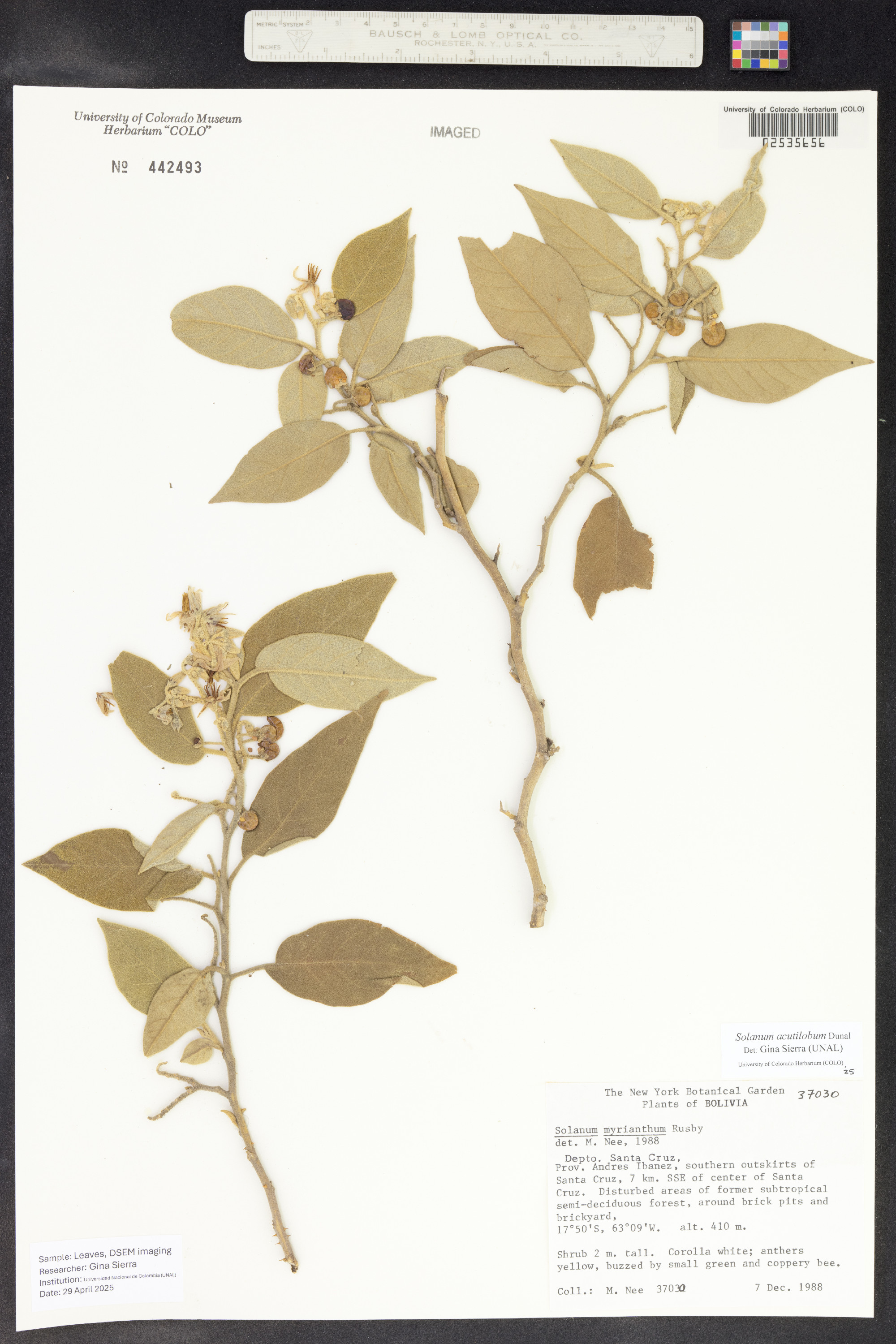 Solanum acutilobum image