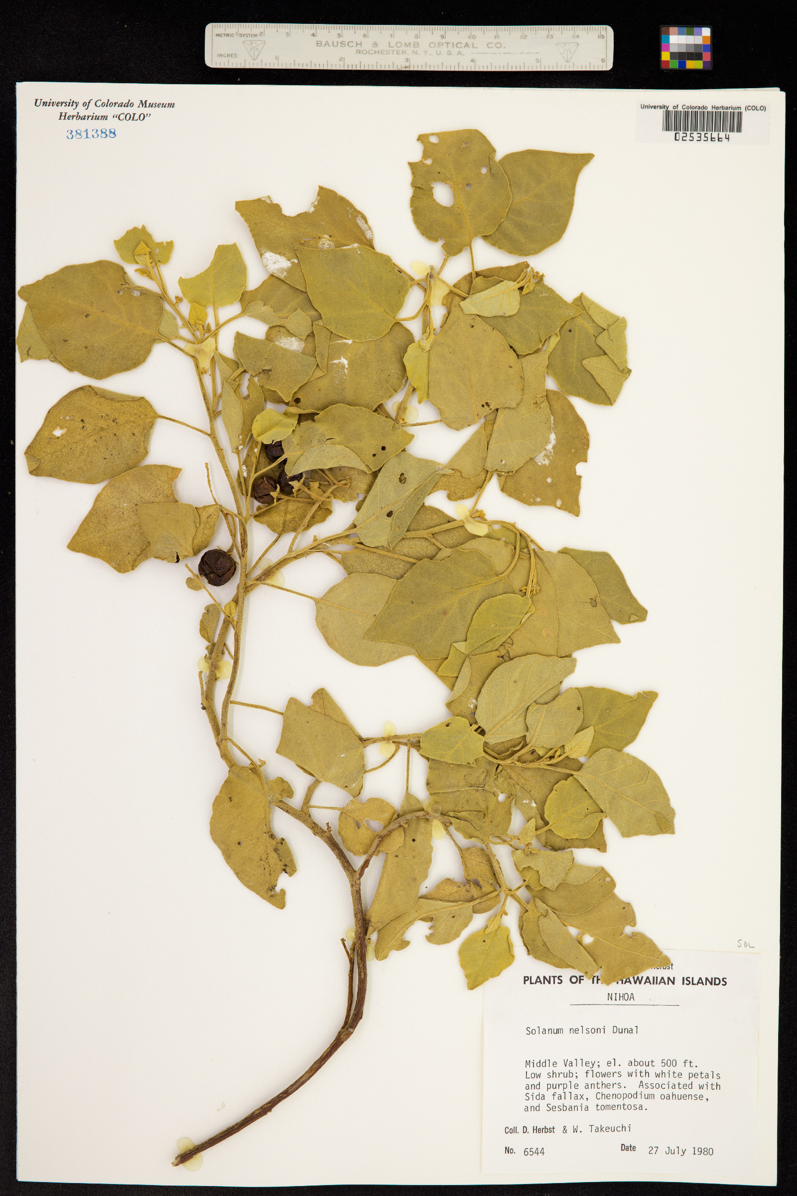 Solanum nelsonii image