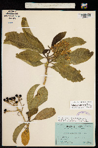 Solanum oblongifolium image