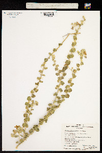 Solanum oligacanthum image