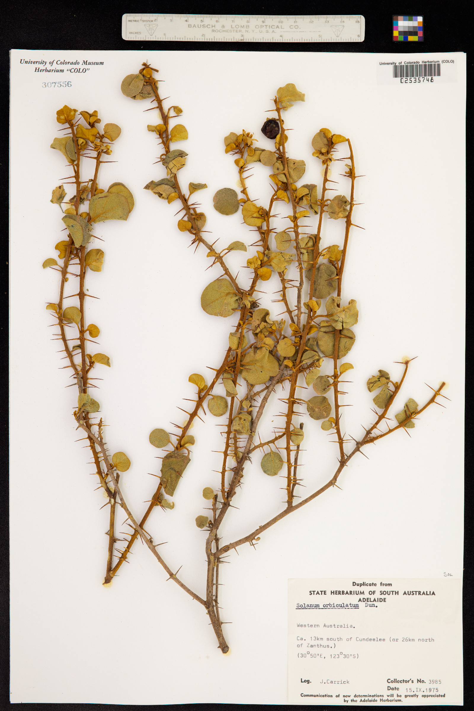 Solanum orbiculatum image