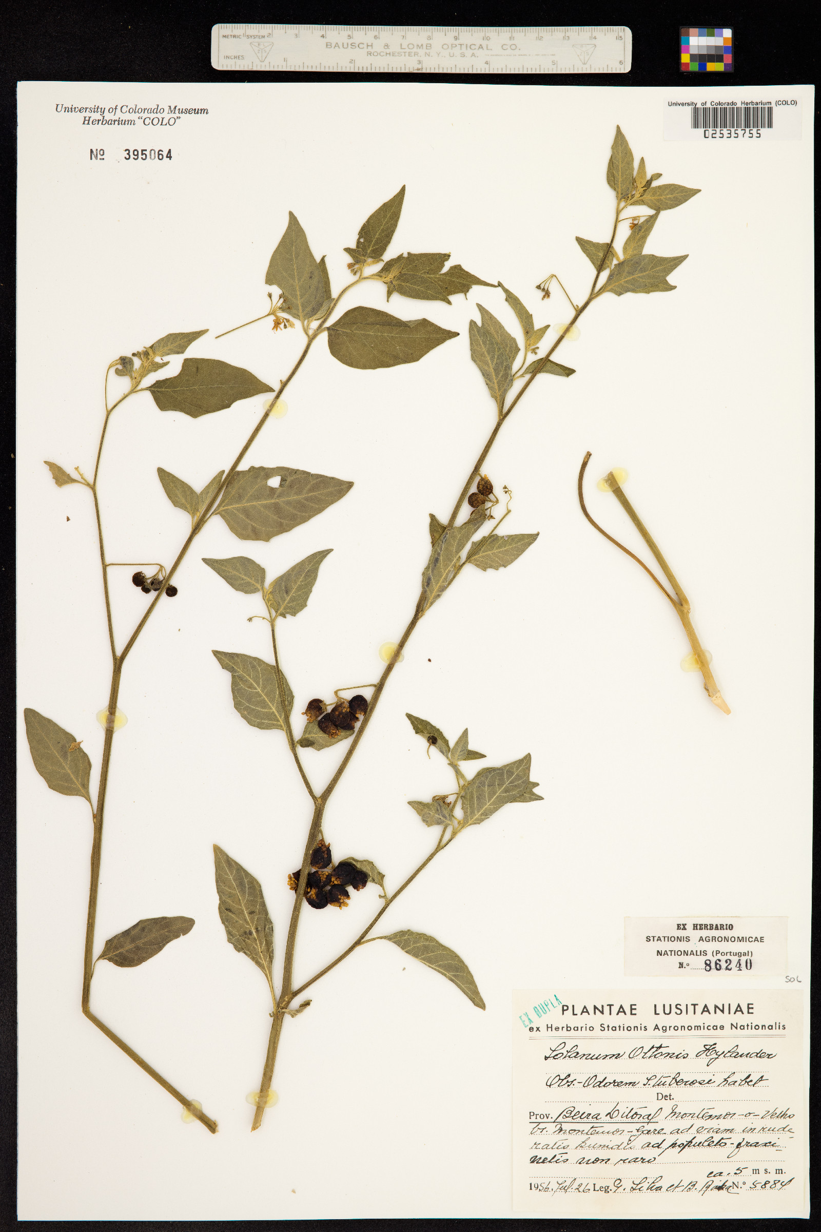 Solanum nigrescens image