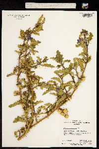Solanum petrophilum image