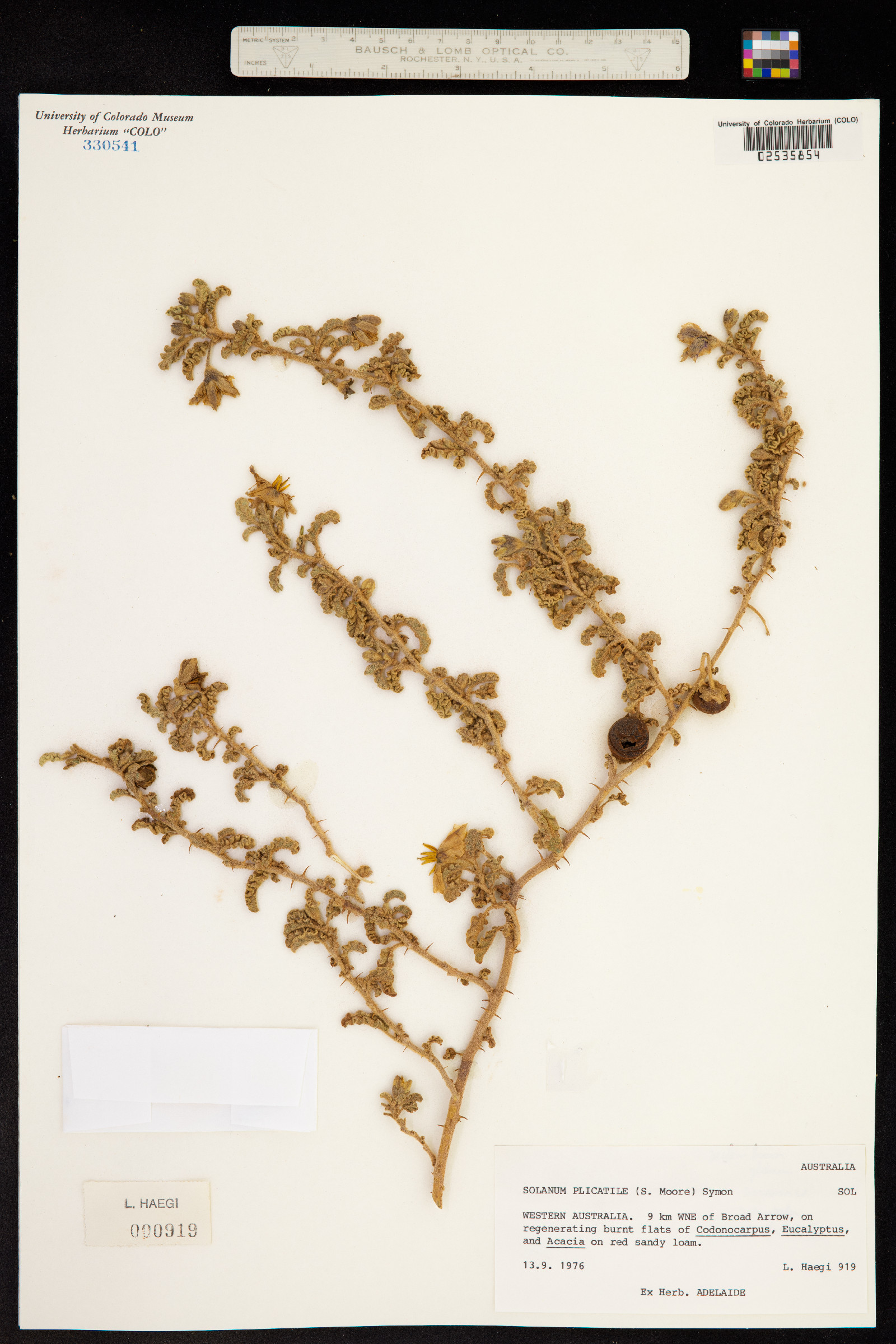 Solanum plicatile image