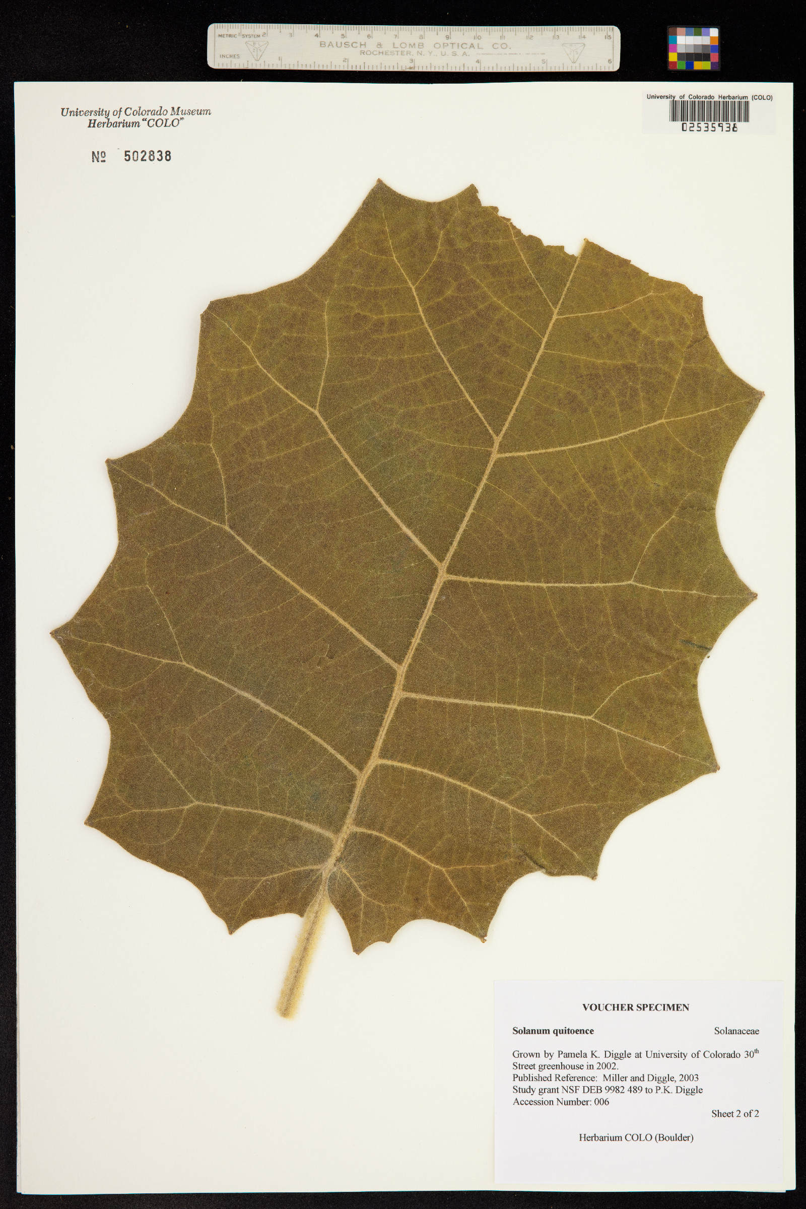 Solanum quitoense image