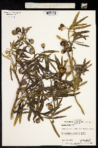 Solanum simile image