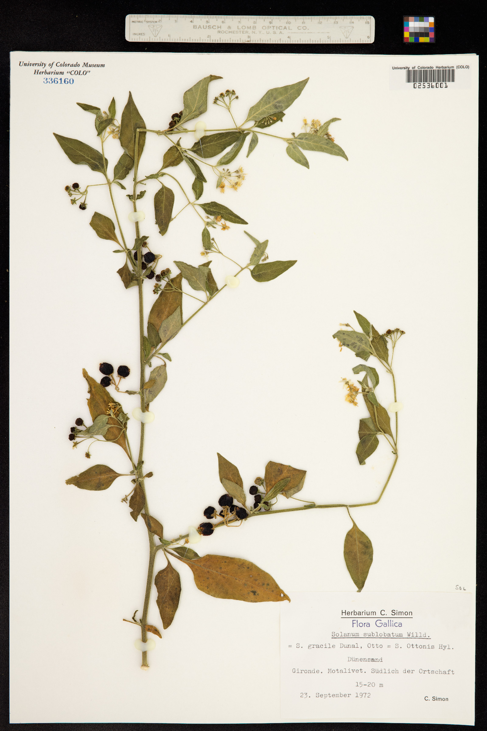 Solanum nigrescens image