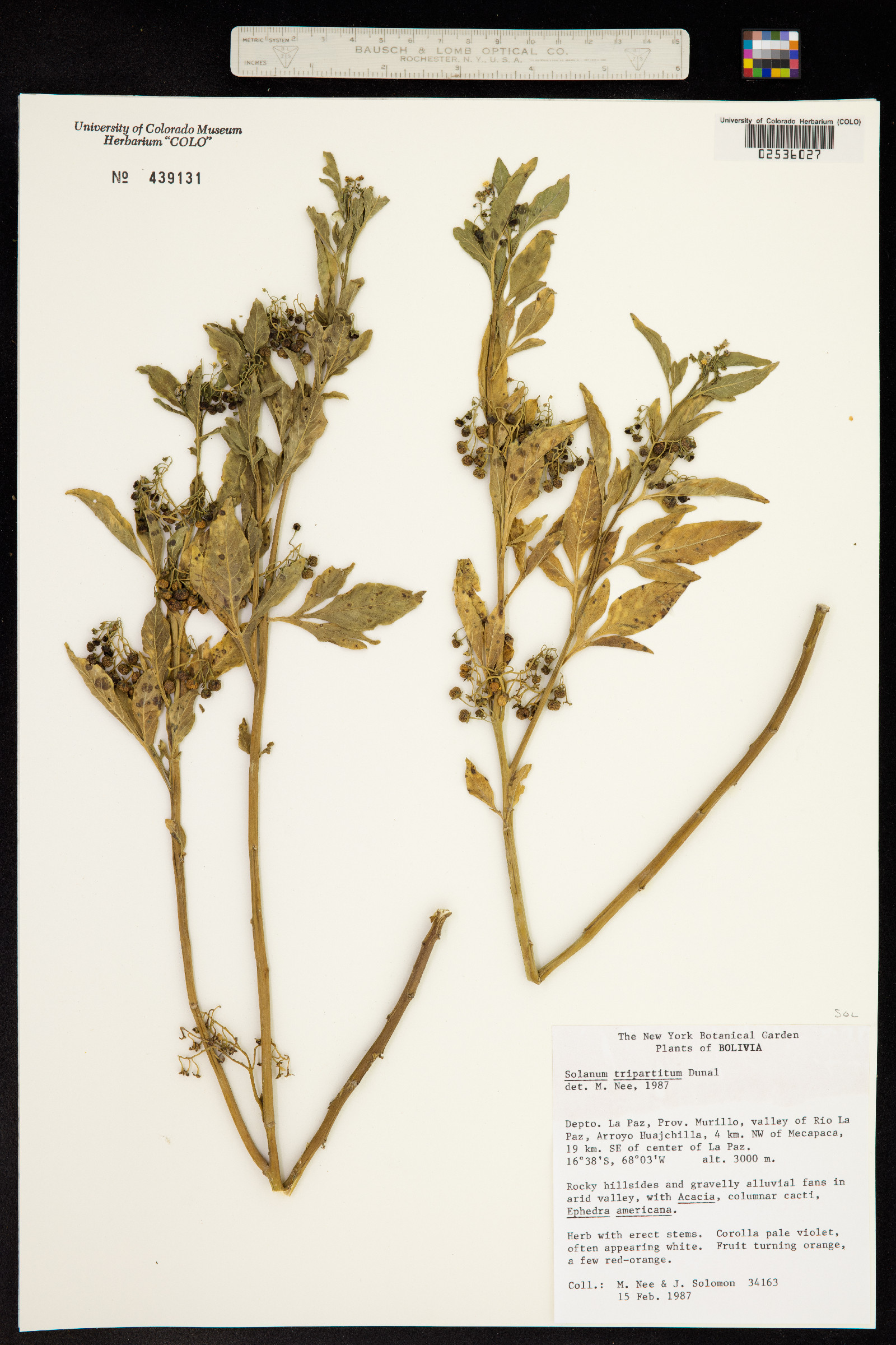 Solanum tripartitum image