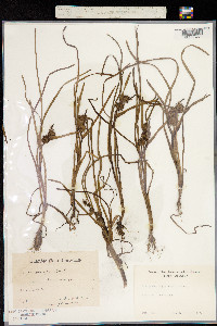 Sparganium angustifolium image