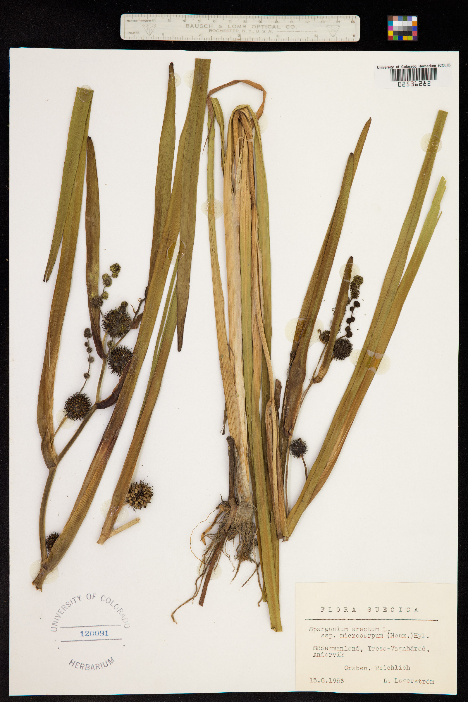 Sparganium erectum image