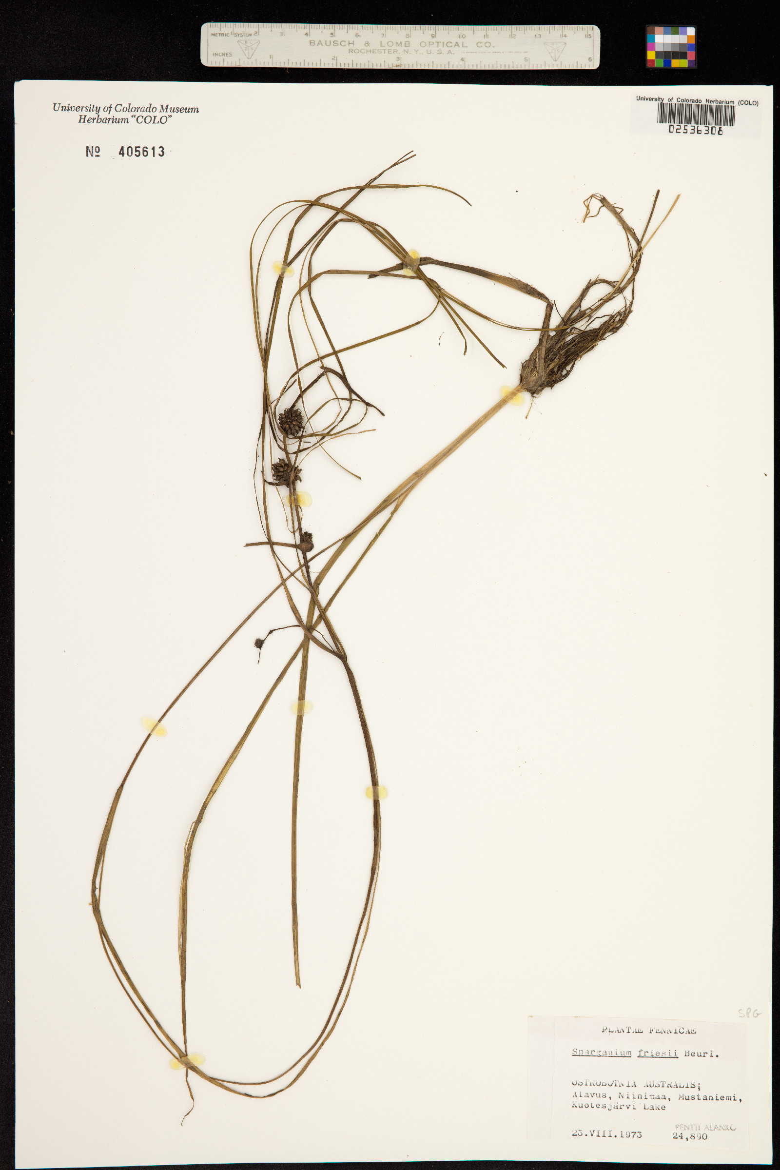 Sparganium gramineum image