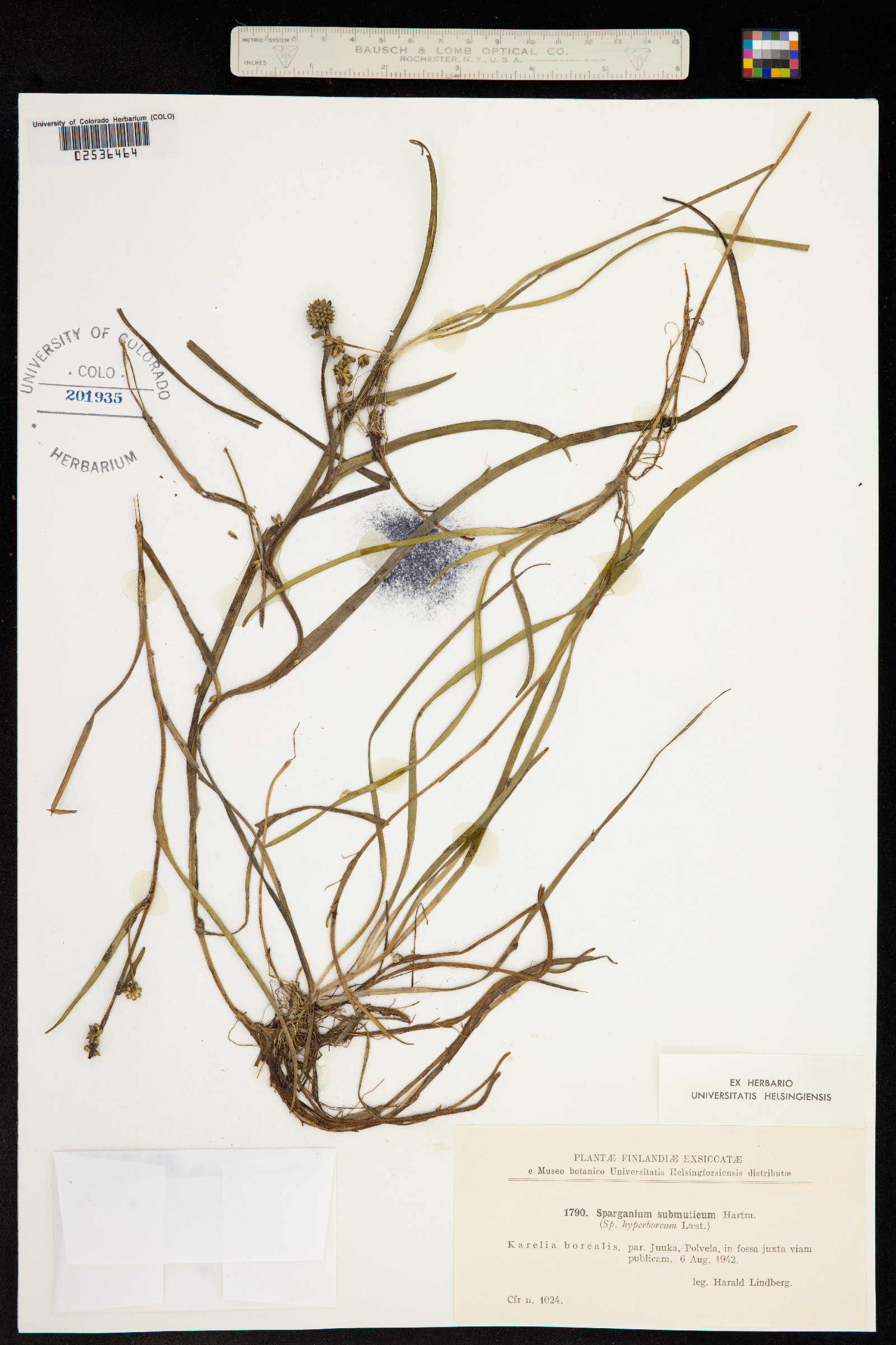 Sparganium hyperboreum image