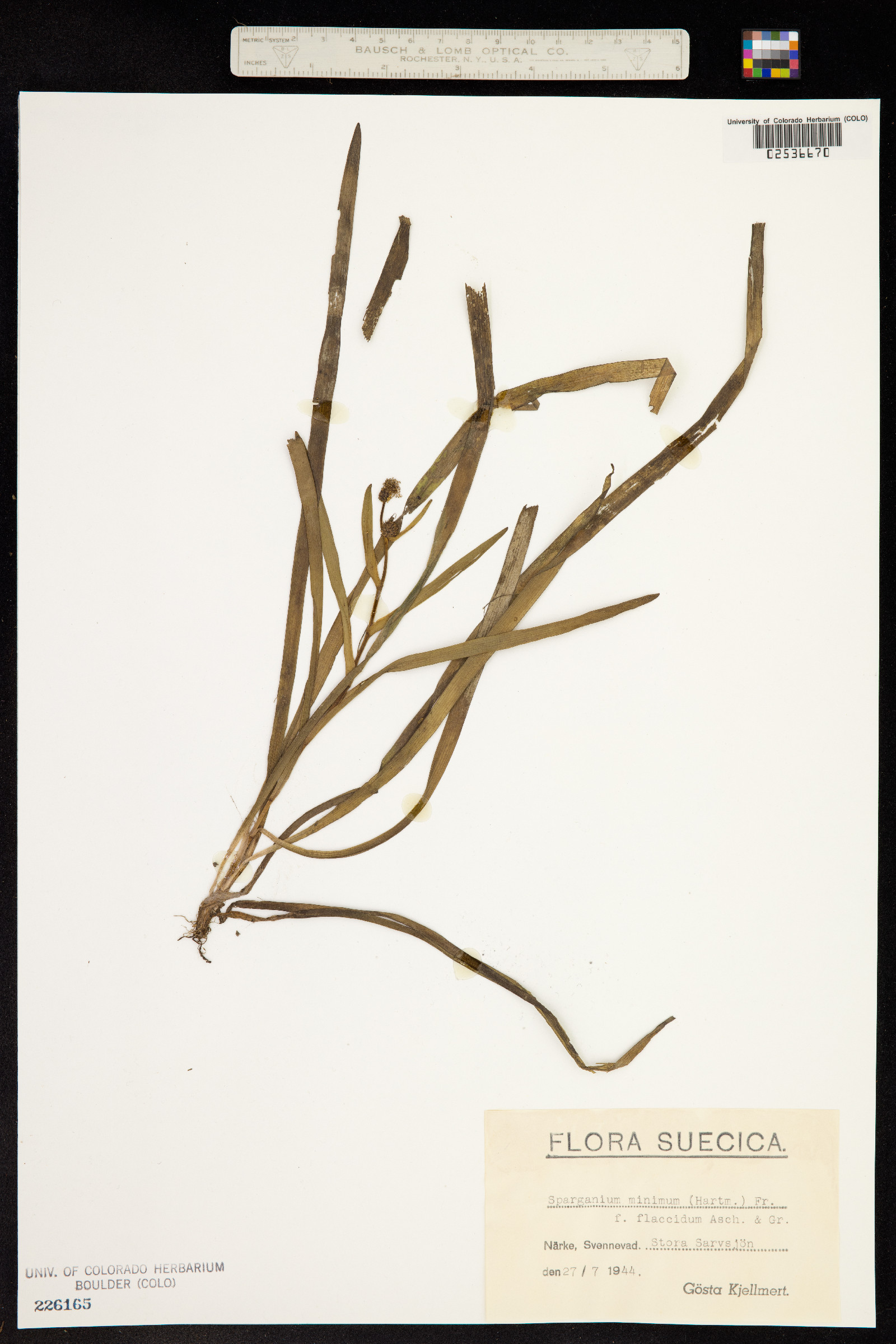 Sparganium natans image