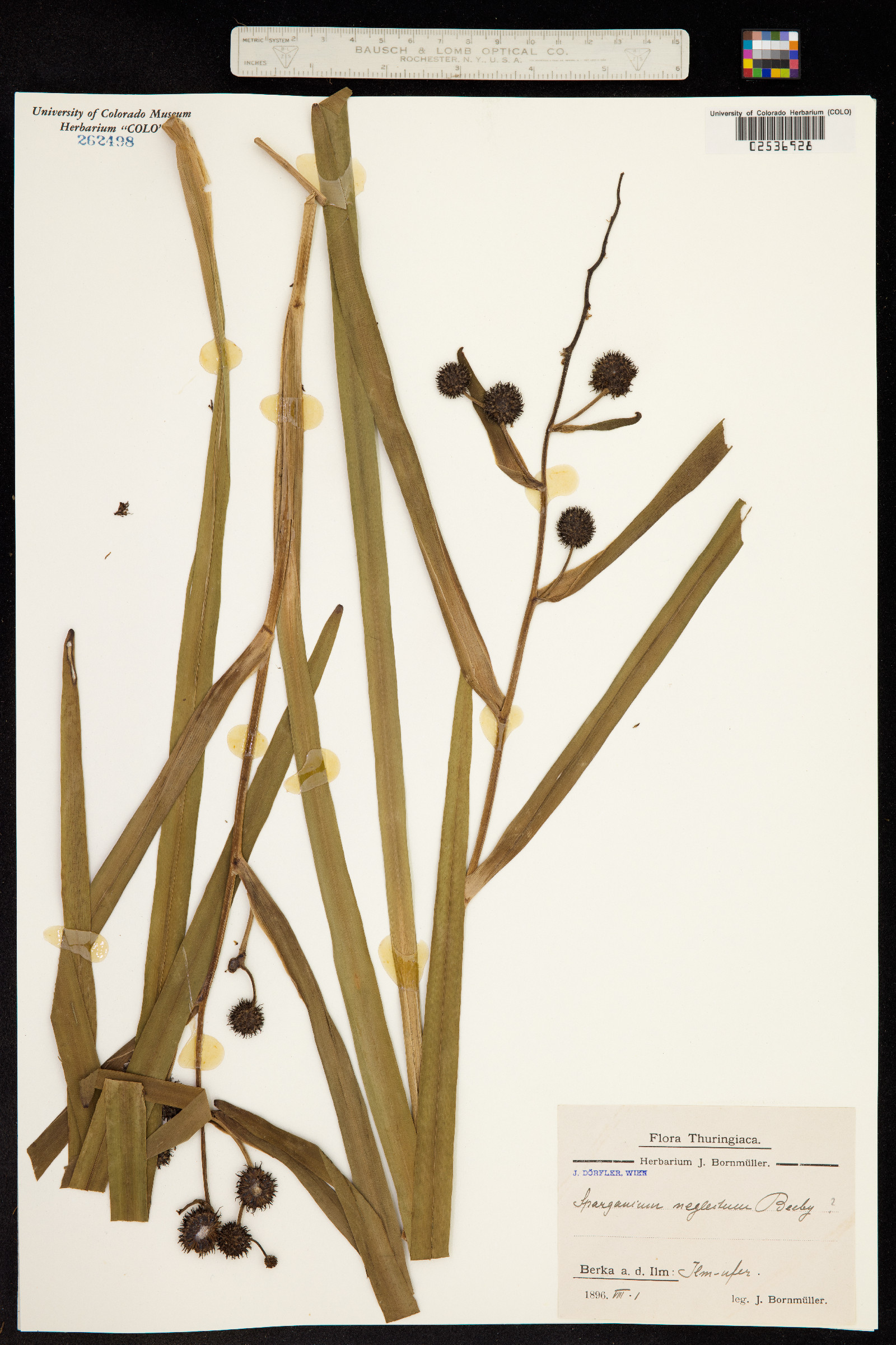 Sparganium erectum subsp. neglectum image