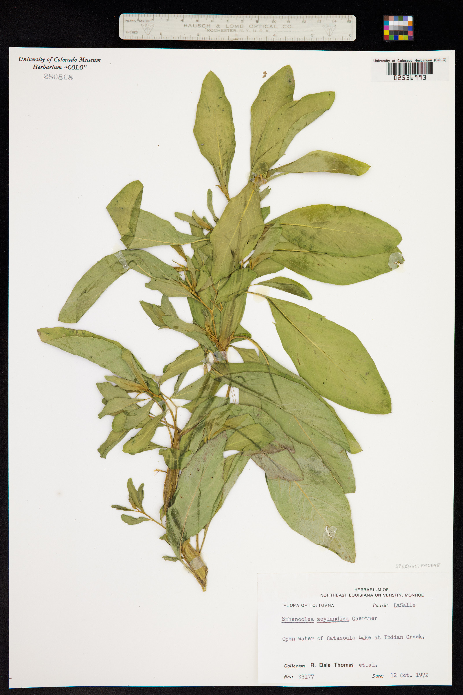 Sphenocleaceae image