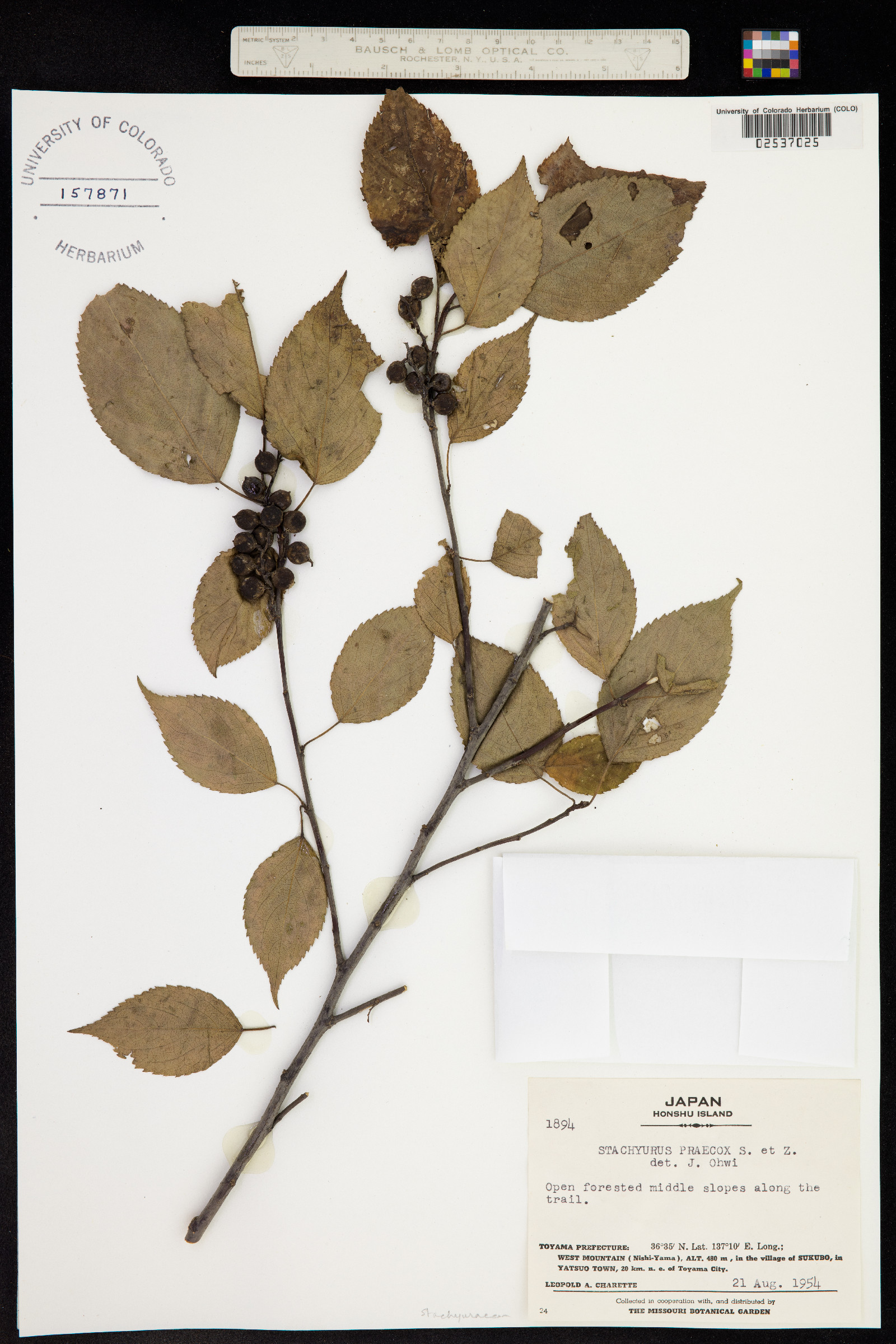 Stachyurus praecox image