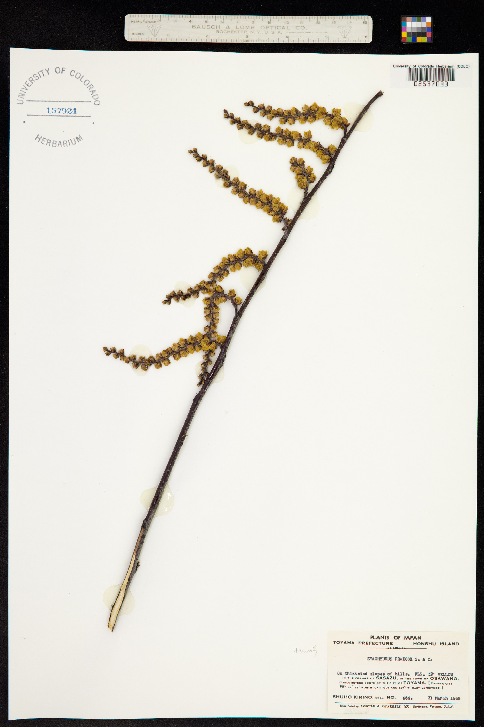 Stachyurus praecox image