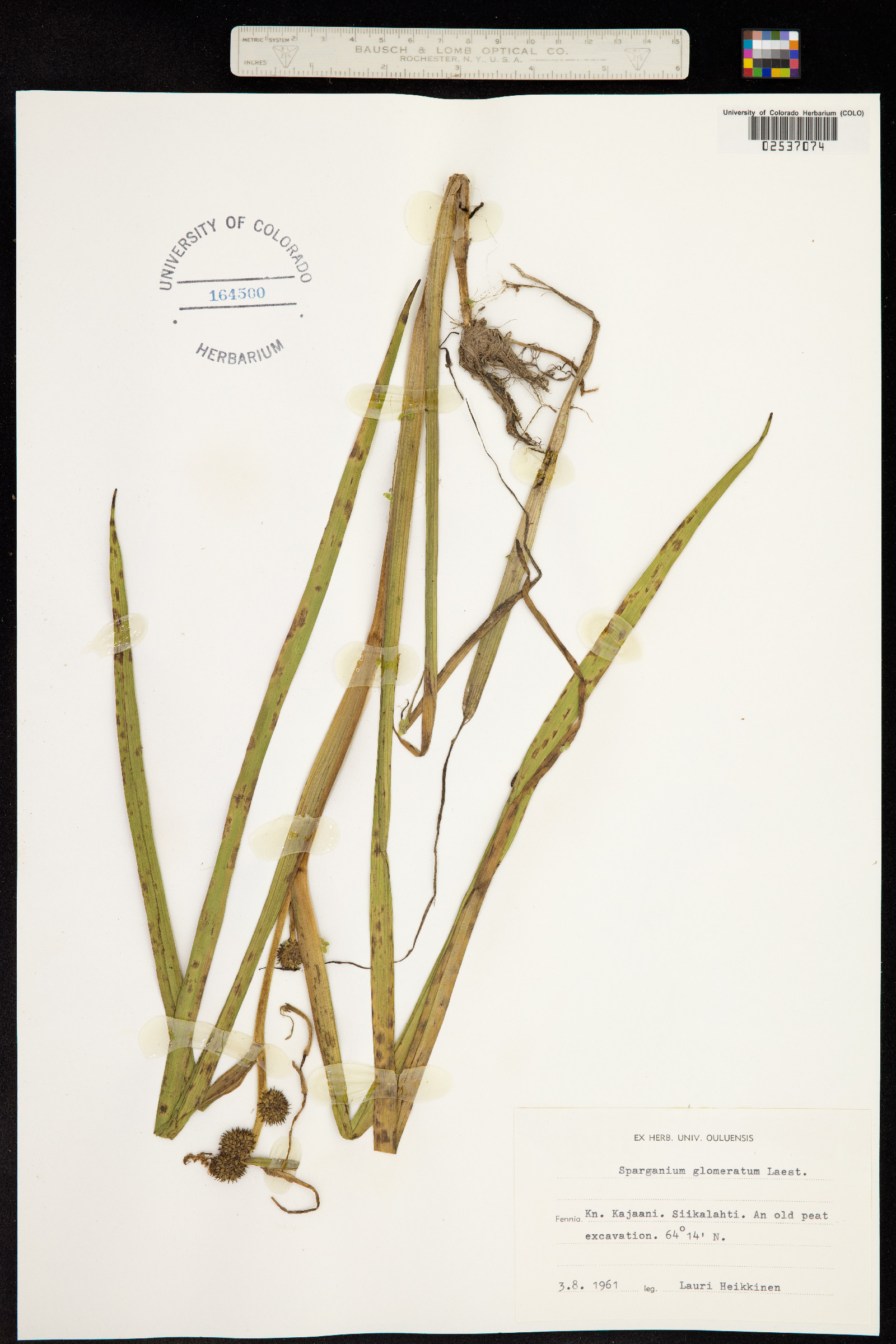 Sparganium image
