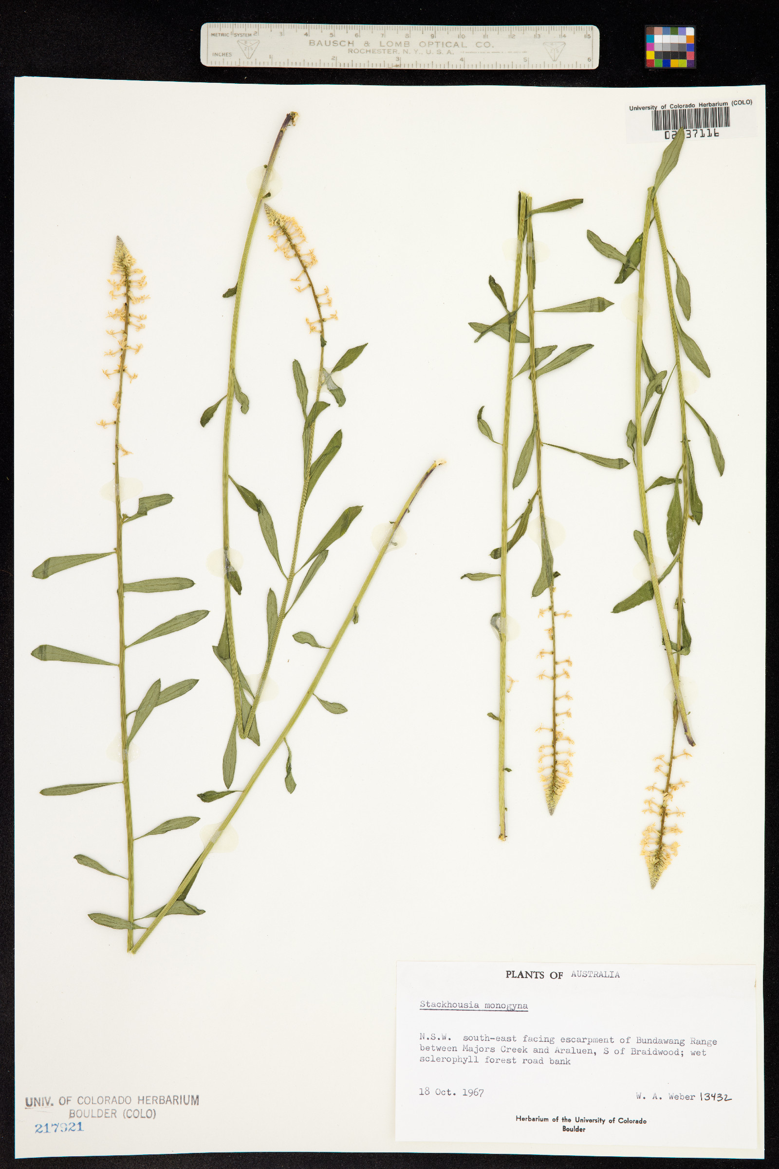 Stackhousia monogyna image