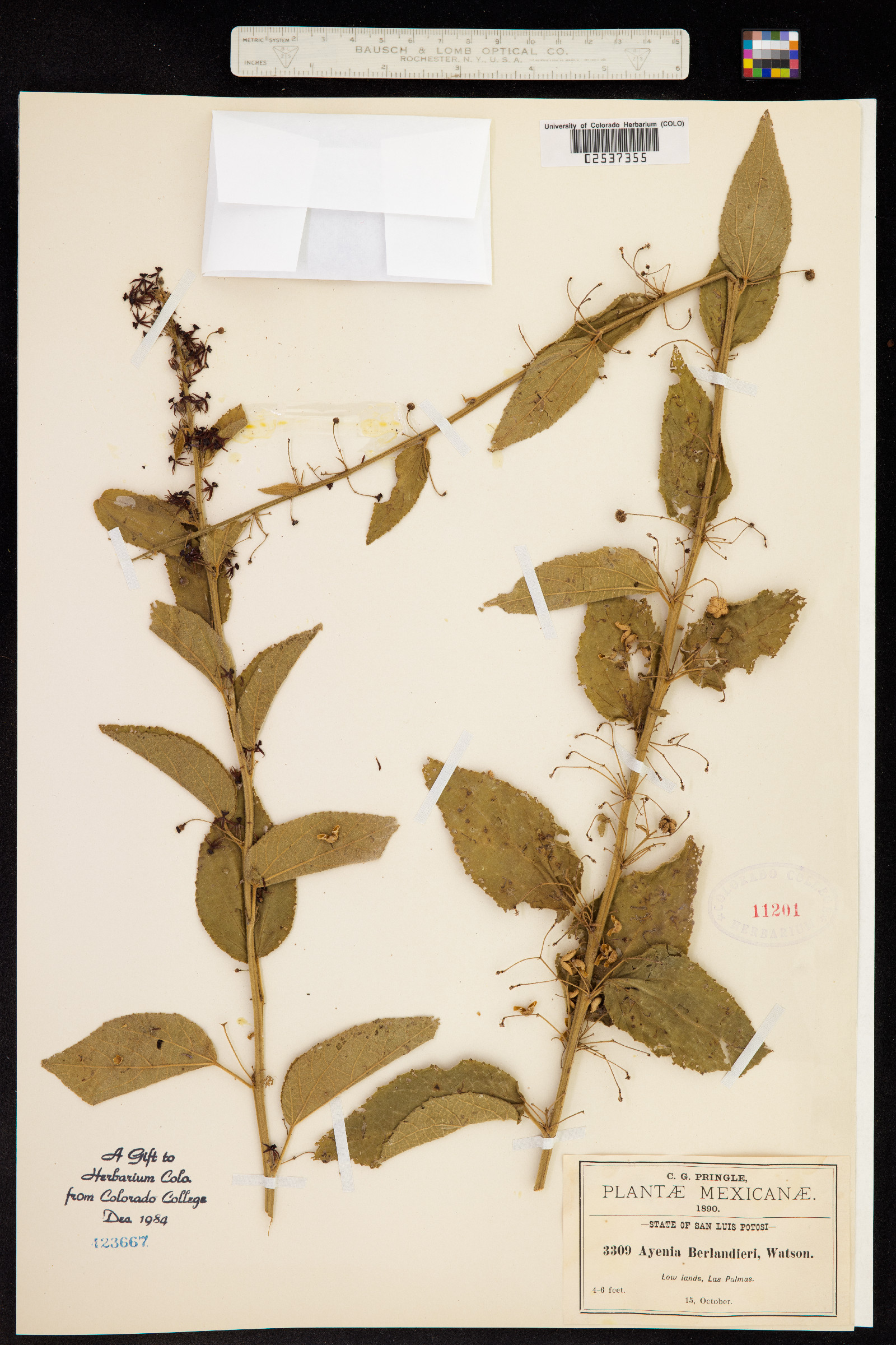Ayenia berlandieri image