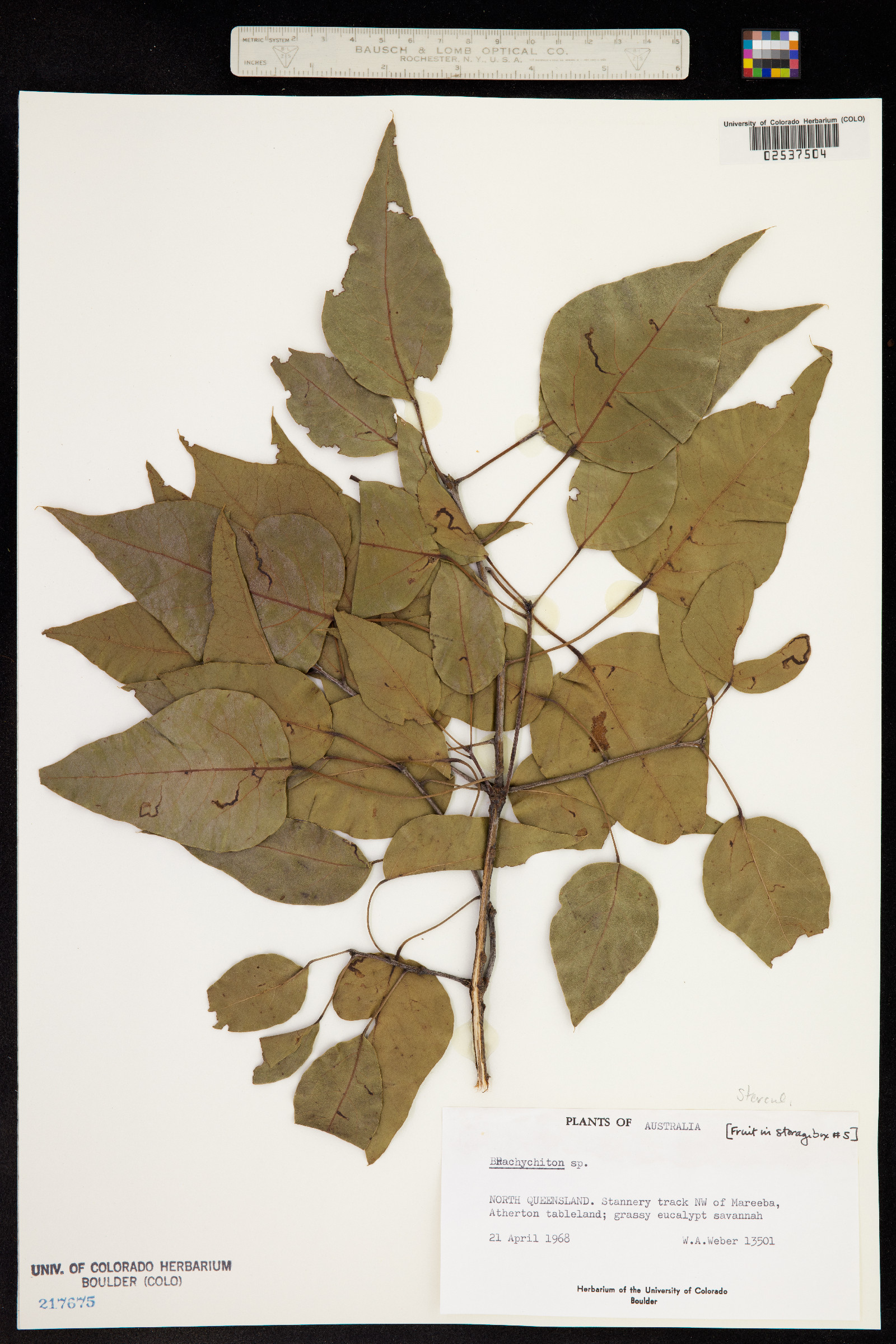 Brachychiton image