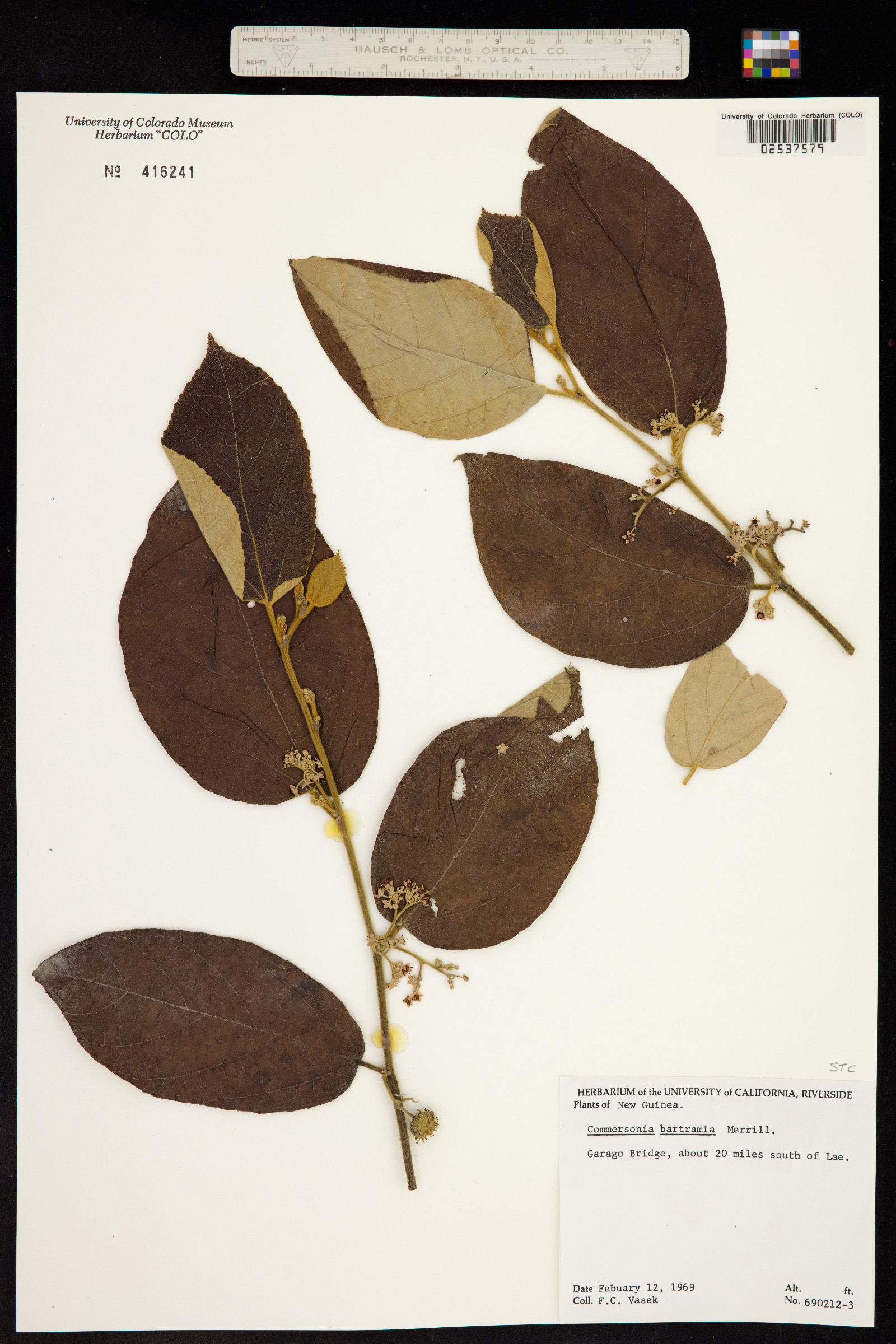 Commersonia bartramia image