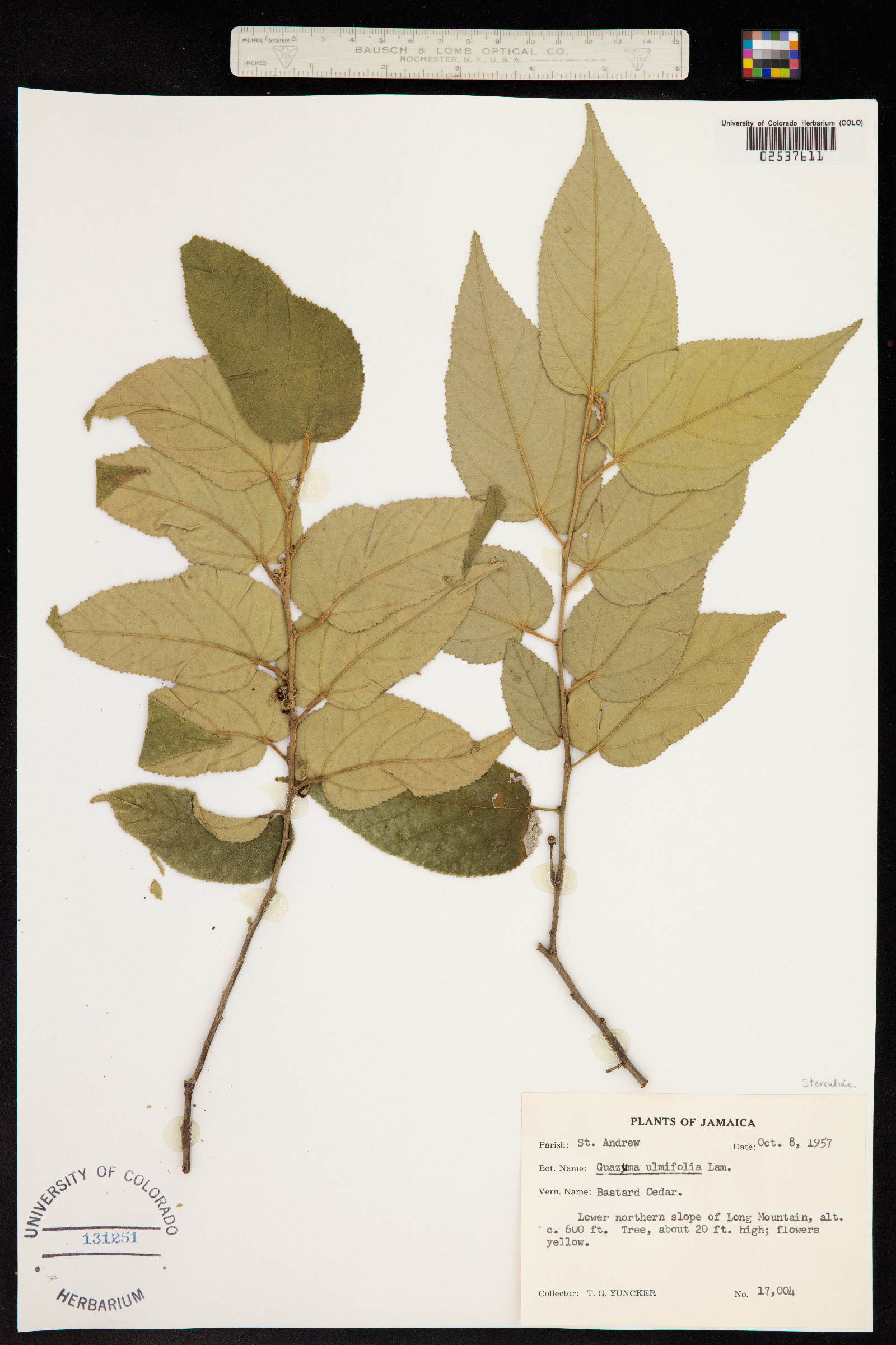 Guazuma ulmifolia image