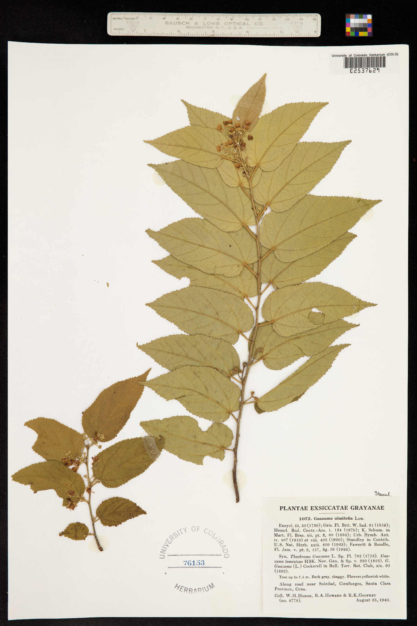 Guazuma ulmifolia image