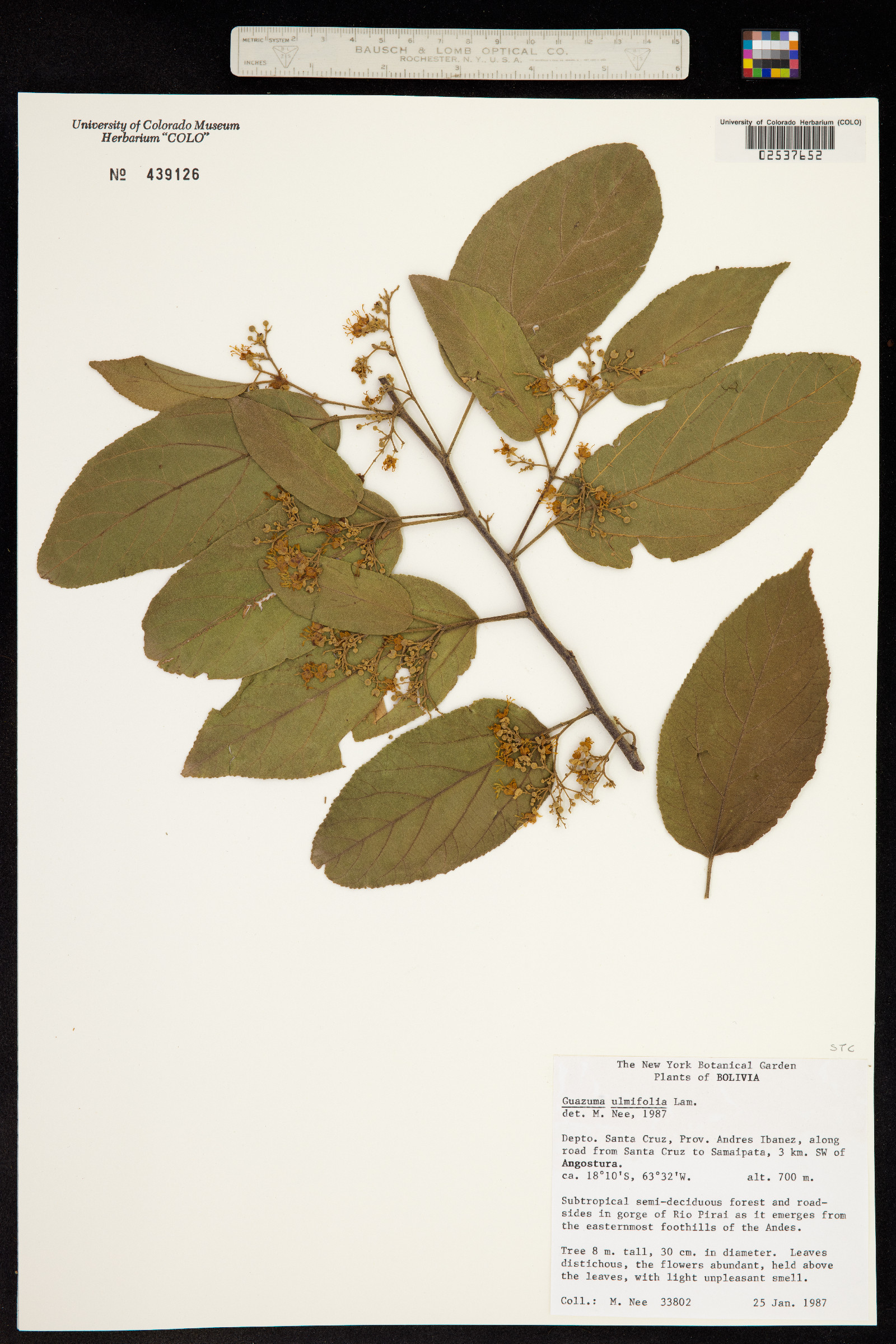 Guazuma ulmifolia image