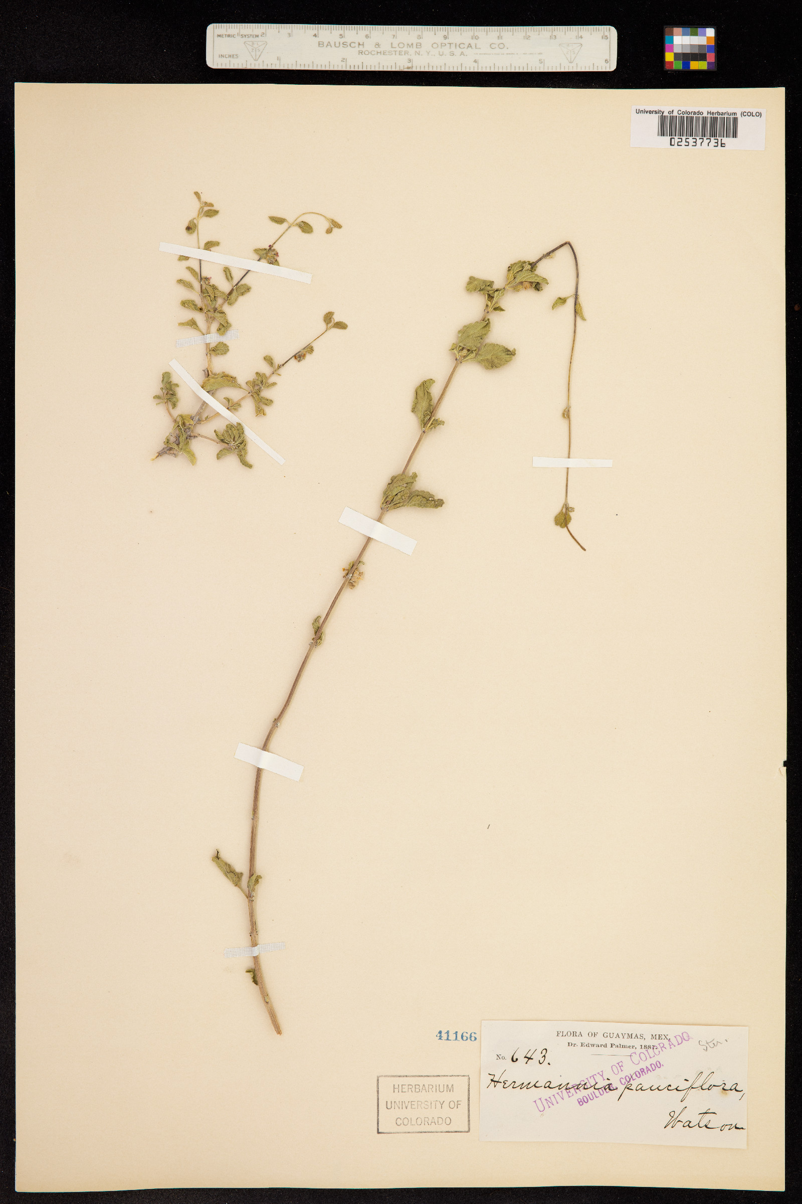 Hermannia image