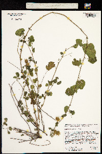 Hermannia palmeri image