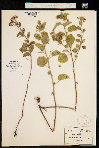 Image of Hermannia texana