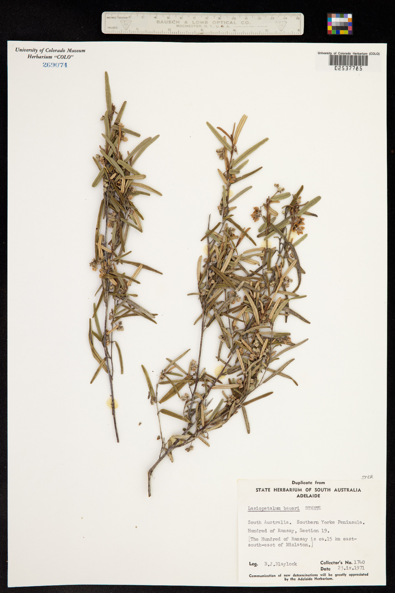 Lasiopetalum baueri image